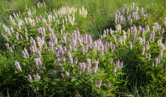 Two-Grooved Milkvetch 1.jpg